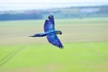 Flying blue-and-yellow Macaw - Ara ararauna upon fields Royalty Free Stock Photo