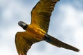 Flying Blue-and-yellow Macaw