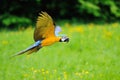 Flying blue-and-yellow Macaw - Ara ararauna Royalty Free Stock Photo
