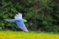 Flying blue-and-yellow Macaw - Ara ararauna Royalty Free Stock Photo