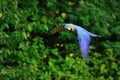 Flying blue-and-yellow Macaw - Ara ararauna Royalty Free Stock Photo