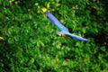 Flying blue-and-yellow Macaw - Ara ararauna Royalty Free Stock Photo