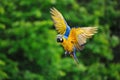 Flying blue-and-yellow Macaw - Ara ararauna Royalty Free Stock Photo