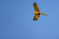 Flying Blue And Yellow Macaw parrot, Ara Ararauna, palm lagoon Lagoa das Araras, Bom Jardim, Nobres, Mato Grosso, Brazil Royalty Free Stock Photo