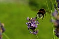 Flying Bombus pascuorum around the flowers