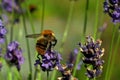 Flying Bombus pascuorum around the flowers