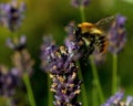 Flying Bombus pascuorum around the flowers