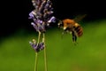 Flying Bombus pascuorum around the flowers