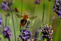 Flying Bombus pascuorum around the flowers Royalty Free Stock Photo