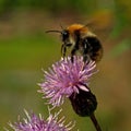 Flying Bombus pascuorum around the flowers