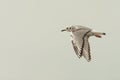 Flying Bonaparte's Gull