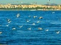 Flying on Bosfor, Istanbul Royalty Free Stock Photo