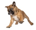 Flying Boxer puppy Royalty Free Stock Photo