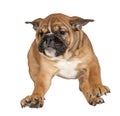 Flying Boxer puppy Royalty Free Stock Photo