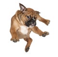 Flying Boxer puppy Royalty Free Stock Photo