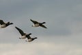 Flying brant geese Royalty Free Stock Photo