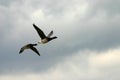 Flying brant geese Royalty Free Stock Photo
