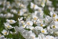 Flying bright green may bug over beautiful white anemone flowers