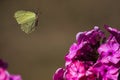 Flying brimstone butterfly Royalty Free Stock Photo