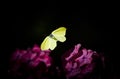 Flying brimstone butterfly Royalty Free Stock Photo