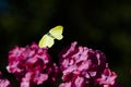 Flying brimstone butterfly Royalty Free Stock Photo