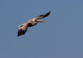 Flying Brown American pelican