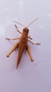 Flying Brown Grasshopper