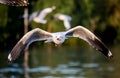 Flying Brown-headed gulls at Bang Poo,Samut Prakarn province,Thailand. Royalty Free Stock Photo