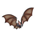 Flying brown long-eared bat