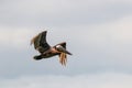 Flying brown pelican in Jamaica