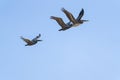 Flying brown pelicans close-up, and clear blue sky in the background Royalty Free Stock Photo