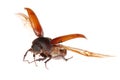 Flying brown scarab beetle