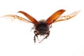 Flying brown scarab beetle