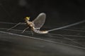 Flying bug insect on defying a spiderweb