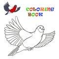 Flying bullfinch - coloring book