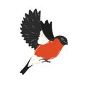 Flying bullfinch on a white background. Vector illustration