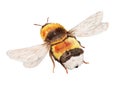 Flying bumble bee Royalty Free Stock Photo
