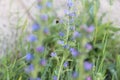 A flying bumblebee collects pollen from blue flowers. A bee and a butterfly fly on flowers in Ukraine. Royalty Free Stock Photo