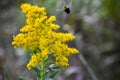 Flying Bumblebee and Goldenrod Wildflower