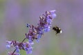 Flying bumblebee, purple flower in summer time.