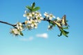 Flying butterflies. butterflies and flowers. spring flowers. flowering plum branch on a background of blue sky. colorful machaon b