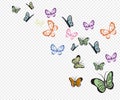 Flying butterflies. Colorful butterfly isolated on transparent background. Spring and summer insects vector illustration.