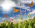 Flying butterflies in the flower meadow