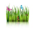 Flying butterflies by the grass. Royalty Free Stock Photo