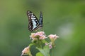 flying butterflies are looking for beautiful flower pollen