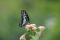 flying butterflies are looking for beautiful flower pollen