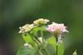 flying butterflies are looking for beautiful flower pollen