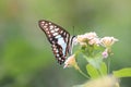 flying butterflies are looking for beautiful flower pollen