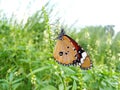 Flying BUTTERFLY Royalty Free Stock Photo