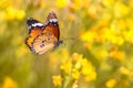 Flying butterfly Plain tiger